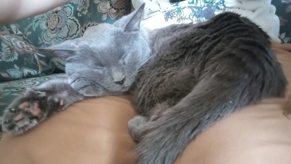 an elderly gray cat sleeps peacefully in the photographer's lap. 